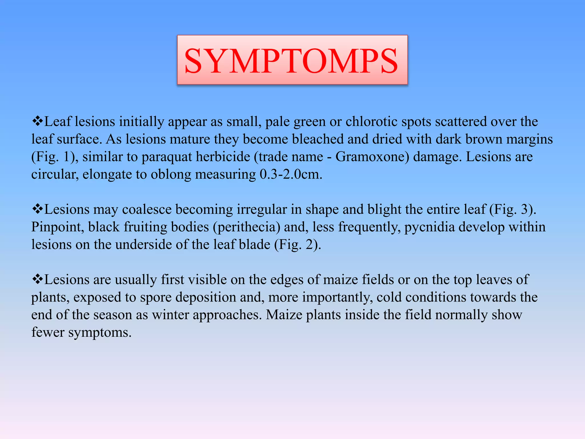 SYMPTOMPS
Leaf lesions initially appear as small, pale green or chlorotic spots scattered over the
leaf surface. As lesions mature they become bleached and dried with dark brown margins
(Fig. 1), similar to paraquat herbicide (trade name - Gramoxone) damage. Lesions are
circular, elongate to oblong measuring 0.3-2.0cm.
Lesions may coalesce becoming irregular in shape and blight the entire leaf (Fig. 3).
Pinpoint, black fruiting bodies (perithecia) and, less frequently, pycnidia develop within
lesions on the underside of the leaf blade (Fig. 2).
Lesions are usually first visible on the edges of maize fields or on the top leaves of
plants, exposed to spore deposition and, more importantly, cold conditions towards the
end of the season as winter approaches. Maize plants inside the field normally show
fewer symptoms.
 