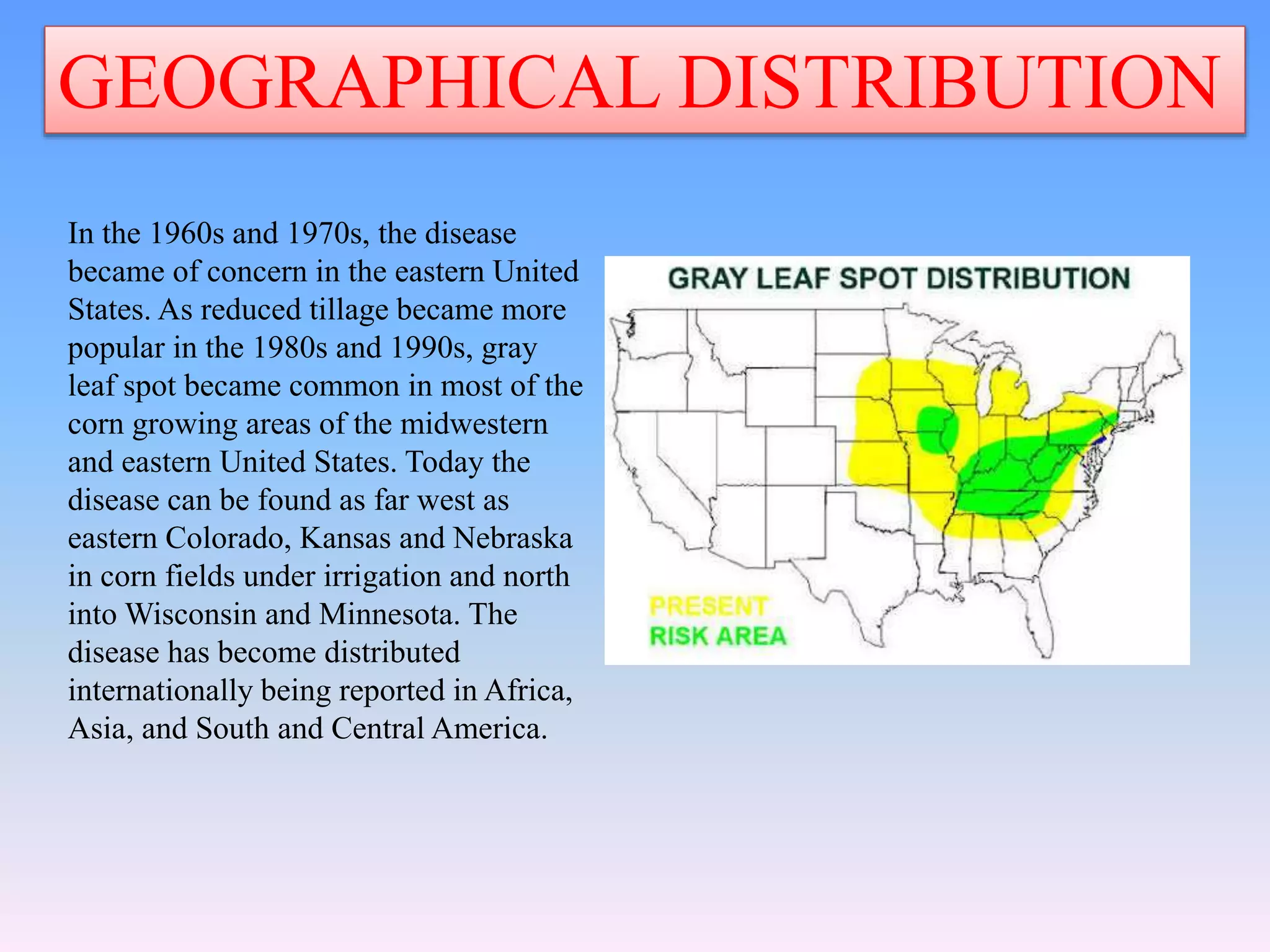 GEOGRAPHICAL DISTRIBUTION
In the 1960s and 1970s, the disease
became of concern in the eastern United
States. As reduced tillage became more
popular in the 1980s and 1990s, gray
leaf spot became common in most of the
corn growing areas of the midwestern
and eastern United States. Today the
disease can be found as far west as
eastern Colorado, Kansas and Nebraska
in corn fields under irrigation and north
into Wisconsin and Minnesota. The
disease has become distributed
internationally being reported in Africa,
Asia, and South and Central America.
 