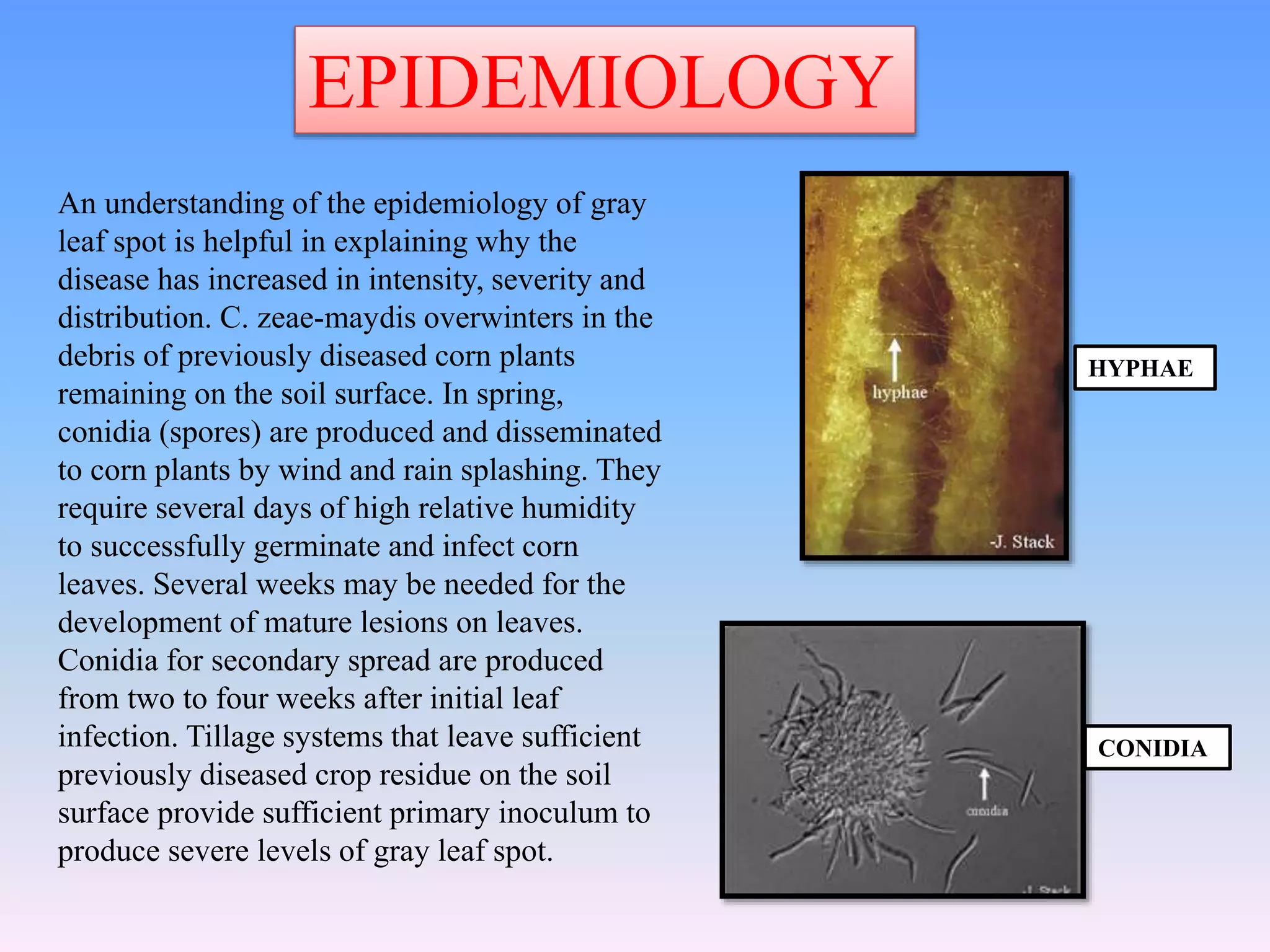 EPIDEMIOLOGY
An understanding of the epidemiology of gray
leaf spot is helpful in explaining why the
disease has increased in intensity, severity and
distribution. C. zeae-maydis overwinters in the
debris of previously diseased corn plants
remaining on the soil surface. In spring,
conidia (spores) are produced and disseminated
to corn plants by wind and rain splashing. They
require several days of high relative humidity
to successfully germinate and infect corn
leaves. Several weeks may be needed for the
development of mature lesions on leaves.
Conidia for secondary spread are produced
from two to four weeks after initial leaf
infection. Tillage systems that leave sufficient
previously diseased crop residue on the soil
surface provide sufficient primary inoculum to
produce severe levels of gray leaf spot.
HYPHAE
CONIDIA
 