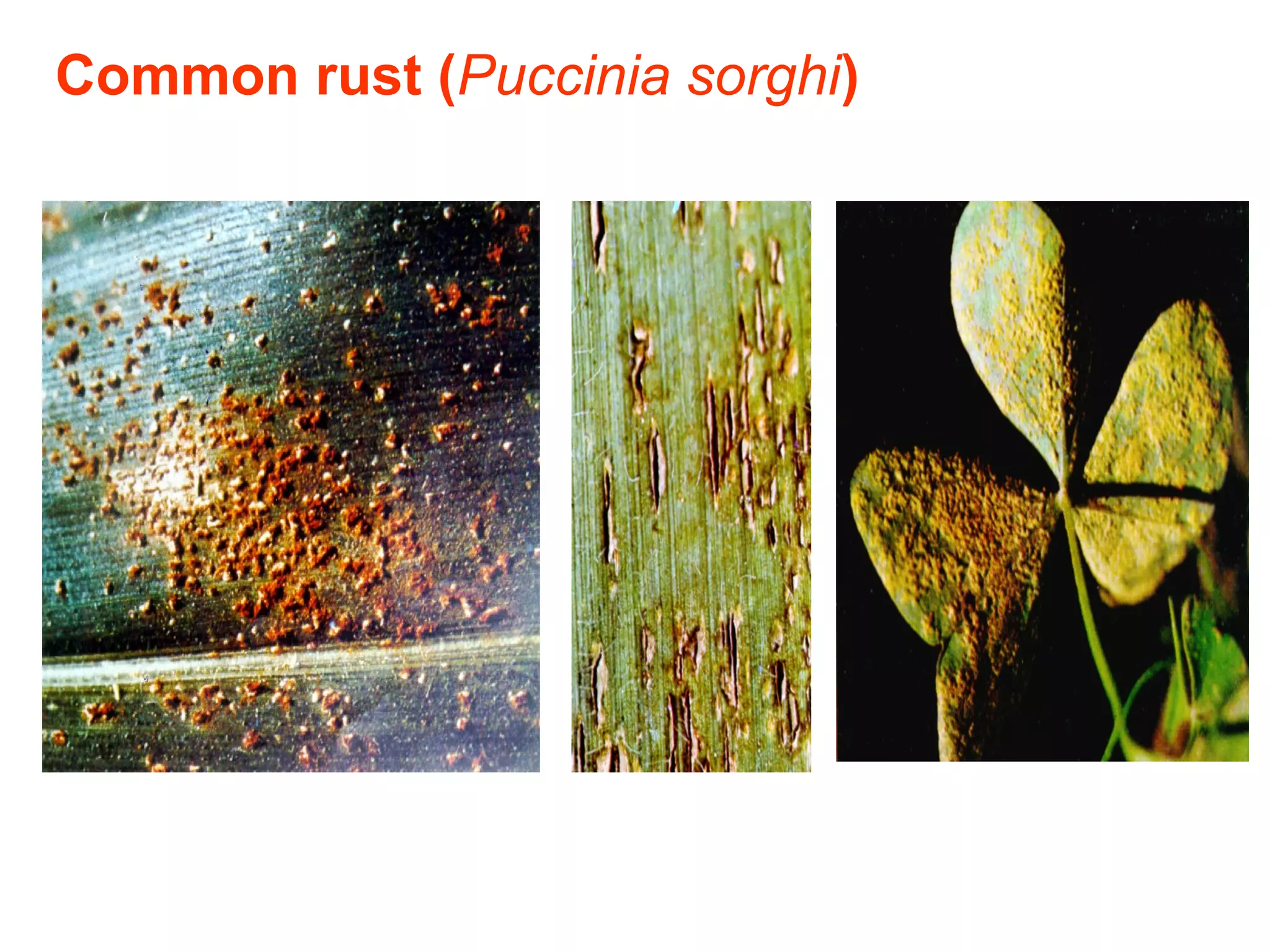 Integrated disease management Maize diseases | PPT