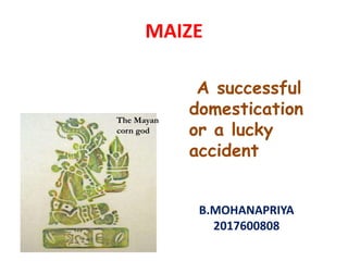 MAIZE
B.MOHANAPRIYA
2017600808
The Mayan
corn god
A successful
domestication
or a lucky
accident
 