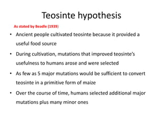 Teosinte hypothesis
• Ancient people cultivated teosinte because it provided a
useful food source
• During cultivation, mutations that improved teosinte’s
usefulness to humans arose and were selected
• As few as 5 major mutations would be sufficient to convert
teosinte in a primitive form of maize
• Over the course of time, humans selected additional major
mutations plus many minor ones
As stated by Beadle (1939)
 