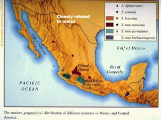 Closely related
to maize
 