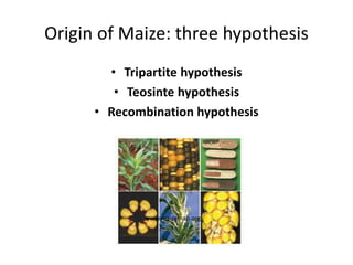 Origin of Maize: three hypothesis
• Tripartite hypothesis
• Teosinte hypothesis
• Recombination hypothesis
www.maizemap.org
 
