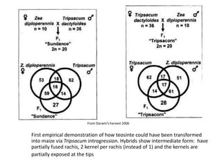 First empirical demonstration of how teosinte could have been transformed
into maize via Tripsacum introgression. Hybrids show intermediate form: have
partially fused rachis, 2 kernel per rachis (instead of 1) and the kernels are
partially exposed at the tips
From Darwin’s harvest 2006
 