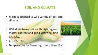 SOIL AND CLIMATE
• Maize is adapted to wild variety of soil and
climate
• Well drain heavy soils with high organic
matter content and good water holding
capacity.
• pH 6.5—7.5
• Temperature for flowering more than 10 c°
1/5/2020Add a footer 10
 