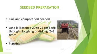 SEEDBED PREPARATION
• Fine and compact bed needed
• Land is loosened 20 to 25 cm deep
through ploughing or disking 2–3
times
• Planking
1/5/2020Add a footer 11
 