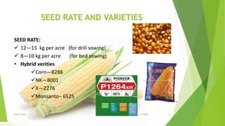 SEED RATE AND VARIETIES
SEED RATE:
 12—15 kg per acre (for drill sowing)
 8—10 kg per acre (for bed sowing)
• Hybrid verities
Corn—8288
NK—8001
X—2276
Monsanto– 6525
1/5/2020Add a footer 13
 