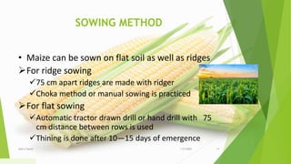 SOWING METHOD
• Maize can be sown on flat soil as well as ridges
For ridge sowing
75 cm apart ridges are made with ridger
Choka method or manual sowing is practiced
For flat sowing
Automatic tractor drawn drill or hand drill with 75
cm distance between rows is used
Thining is done after 10—15 days of emergence
1/5/2020Add a footer 14
 
