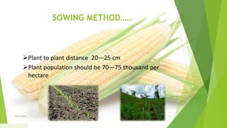 SOWING METHOD……
Plant to plant distance 20—25 cm
Plant population should be 70—75 thousand per
hectare
1/5/2020Add a footer 15
 