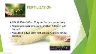 FERTILIZATION
NPK @ 150—100—100 kg per hectare respectively
All phosphorus & potassium and half Nitrogen side
dressed
N is added in two splits first at knee height second at
tasseling
1/5/2020Add a footer 16
 
