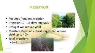 IRRIGATION
• Requires frequent irrigation
• Irrigation 10—15 days intervals
• Drought will reduce yield
• Moisture stress at critical stages can reduce
yield up to 40%
• Total irrigations
6—9
1/5/2020Add a footer 17
 