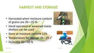 HARVEST AND STORAGE
• Harvested when moisture content
of grains are 20—25 %
• Hand operated or powered maize
shellers can be used
• Store at moisture content 15%
• Temperature for storage 20—25 c°
• Humidity 30—50 %
1/5/2020Add a footer 18
 