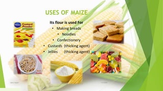 USES OF MAIZE
Its flour is used For
• Making breads
• Noodles
• Confectionery
• Custards (thicking agent)
• Jellies (thicking agent)
1/5/2020Add a footer 20
 