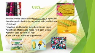 USES……
An unleavened bread called makai ki roti is a popular
bread eaten in the Punjab region of India and Pakistan.
•Edible oil
•Levulinic acid (used as ingredient in anti freeze)
• plastic and fabrics are made from corn stocks
•Ethanol used as biomass fuel
•Corn silk used as herbal supplements
1/5/2020Add a footer 21
 