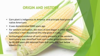 ORIGIN AND HISTORY
• Corn plant is indigenous to America and principle food grain of
native Americans
• It was domesticated 8000 years ago
• For western civilization, the story of corn began in 1492 when
Columbus's men discovered this new grain in Cuba.
• Archeological evidence of corn's early presence in the western
hemisphere was identified from corn pollen grain considered to
be 80,000 years old obtained from drill cores 200 feet below
Mexico City
1/5/2020Add a footer 6
 