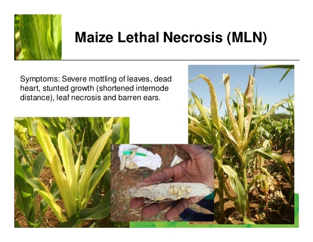 Image result for Maize lethal necrosis disease