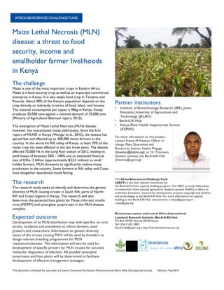 AFRICA BIOSCIENCES CHALLENGE FUND
	
This document is licensed for use under a Creative Commons Attribution-Noncommercial-Share Alike 3.0 Unported License. February Year2016
	
Maize Lethal Necrosis (MLN)
disease: a threat to food
security, income and
smallholder farmer livelihoods
in Kenya
The challenge
Maize is one of the most important crops in Eastern Africa.
Maize is a food security crop as well as an important commercial
enterprise in Kenya. It is also staple food crop in Tanzania and
Rwanda. About 90% of the Kenyan population depends on the
crop directly or indirectly in terms of food, labor, and income.
The national consumption per capita is 98kg in Kenya. Kenya
produces 25,000 tons against a national demand of 35,000 tons
(Ministry of Agriculture Biannual report, 2012).
The emergence of Maize Lethal Necrosis (MLN) disease,
however, has exacerbated maize yield losses. Since the first
report of MLND in Kenya (Wangai et al., 2012), the disease has
spread fast and affected up to 300,000 maize farmers in the
country. In the worst hit Rift valley of Kenya, at least 70% of the
maize crop has been affected in the last three years. The disease
affected 75,000 Ha in the Long Rain season of 2012, leading to
yield losses of between 50% - 100% and an estimated financial
loss of KShs. 2 billion (approximately $23.3 million) to small
holder farmers. MLN threatens to significantly reduce maize
production in the country. Some farmers in Rift valley and Coast
have altogether abandoned maize faming.
The research
The research study seeks to identify and determine the genetic
diversity of MLN causing viruses in South Rift, parts of North
Rift and Coast regions in Kenya. The research will also
determine the potential host plants for Maize chlorotic mottle
virus (MCMV) and synergistic potyviruses in the MLN disease
complex.
Expected outcome
Development of an MLN distribution map with specifics on viral
strains, incidence and prevalence to inform farmers, seed
growers and researchers. Information on genetic diversity
status of the viruses causing MLN will be used by breeders to
design relevant breeding programmes for MLN
resistance/tolerance. This information will also be used for
development of specific primers for MLN viruses for accurate
molecular diagnostics of infection. All possible synergistic
potyviruses and host plants will be determined to facilitate
development of effective management strategies.
Partner institutions
• Institute of Biotechnology Research (IBR), Jomo
Kenyatta University of Agriculture and
Technology (JKUAT)
• BecA-ILRI Hub
• Kenya Plant Health Inspectorate Service
(KEPHIS)
For more information on this project,
contact Francis M Mwatuni, Officer In
charge, Plant Quarantine and
Biosecurity Station, Kephis Muguga.
(fmwatuni@kephis.org); or Dr. Francesca
Stomeo, scientist, the BecA-ILRI Hub
(f.stomeo@cgiar.org)
The Africa Biosciences Challenge Fund
(ABCF) is the main delivery mechanism for
the BecA-ILRI Hub’s capacity building program. The ABCF provides fellowships
to researchers from national agricultural research systems (NARS) in Africa to
undertake bioscience research-for-development projects using high-end facilities
and technologies at the BecA-ILRI Hub. For more information on capacity
building at the BecA-ILRI Hub, send email to w.ekaya@cgiar.org or
v.aloo@cgiar.org
Biosciences eastern and central Africa-International
Livestock Research Institute (BecA-ILRI) Hub
PO Box 30709 Nairobi 00100 Kenya
Tel:+254 0 422 3805
BecA-Hub@cgiar.org | http://hub.africabiosciences.org
	
 