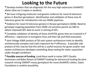 Looking to the Future
• Develop markers that are diagnostic for the very high expression ZmMATE1
alleles (that are 3 copies in tandem).
• We have intriguing molecular and genetic evidence for novel Al tolerance
genes in Brazilian germplasm. Identification and validation of these new Al
tolerance genes for introduction into our MABC pipelines.
• Evidence for novel Al tolerance gene(s) in Kenyan germplasm (203B). Need to
genotype mapping population from 203B x Al sensitive parent via GBS to
obtain improved QTL data to assist in cloning of QTL.
• Complete validation of identity of those ZmPSTOL genes that are involved in P
efficiency – expression in transgenic lines and then lab and field evaluation.
• Joint linkage-GWA analysis of 3D root system architecture traits to identify
architecturally complex root traits important for P efficiency . A possible side
product of this may be that this will be a useful resource for genes and/or root
system architecture ideotypes controlling deep rooting for water acquisition
under drought conditions.
• Possible sources of funding: Land these work in maize CRP? Claudia
Guimaraes and Babu Raman of CIMMYT looking for extramural funding for joint
research mining CIMMYT maize germplasm for novel ZmMATE1 alleles. Gates
Foundation is another possibility.
 