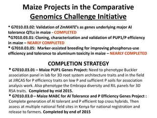 Maize Projects in the Comparative
Genomics Challenge Initiative
• G7010.03.02: Validation of ZmMATE’s as genes underlying major Al
tolerance QTLs in maize - COMPLETED
•G7010.03.01: Cloning, characterization and validation of PUP1/P efficiency
in maize – NEARLY COMPLETED
• G7010.03.05: Marker-assisted breeding for improving phosphorus-use
efficiency and tolerance to aluminum toxicity in maize – NEARLY COMPLETED
COMPLETION STRATEGY
• G7010.03.01 – Maize PUP1 Genes Project: Need to phenotype Buckler
association panel in lab for 3D root system architecture traits and in the field
at JIRCAS for P efficiency traits on low P and sufficient P soils for association
analysis work. Also phenotype the Embrapa diversity and RIL panels for 3D
RSA traits. Completed by mid 2015.
• G7010.03.0 – Maize MABC for Al Tolerance and P Efficiency Genes Project :
Complete generation of Al tolerant and P efficient top cross hybrids. Then
assess at multiple national field sites in Kenya for national registration and
release to farmers. Completed by end of 2015
 