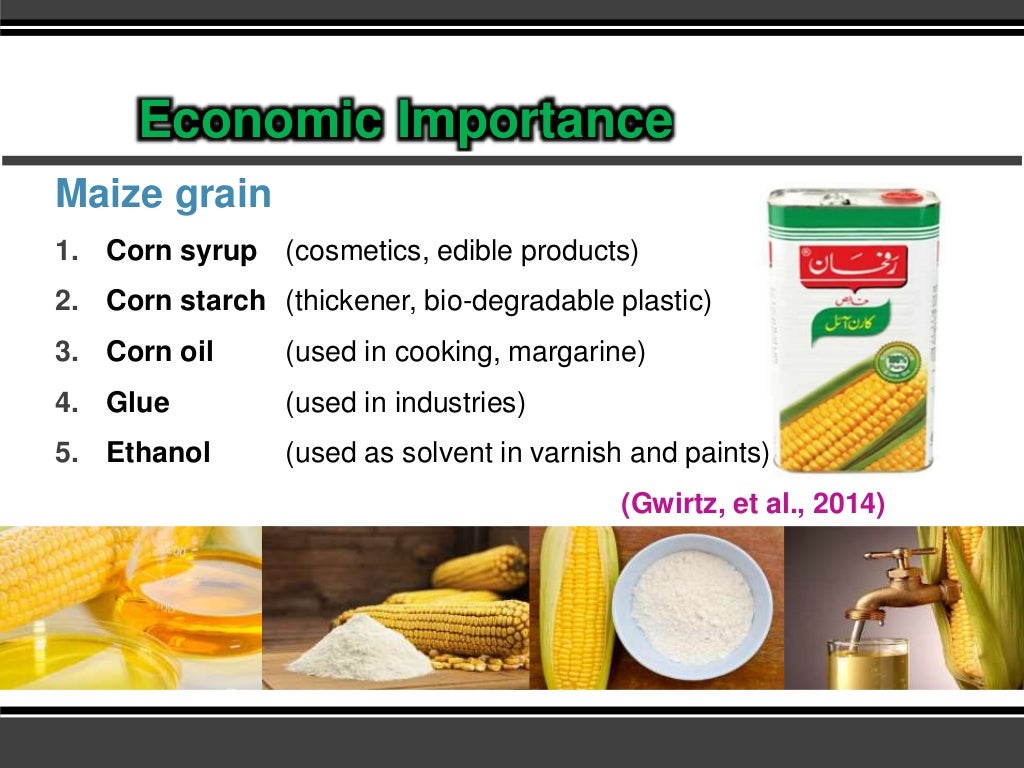 Economic importance and Phenological description of maize