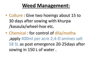 Weed Management:
• Culture : Give two hoeings about 15 to
30 days after sowing with khurpa
/kasaula/wheel-hoe etc.
• Chemical : for control of dila/motha
,apply 400ml per acre 2,4-D amines salt
58 SL as post emergence 20-25days after
sowing in 150 L of water .
 