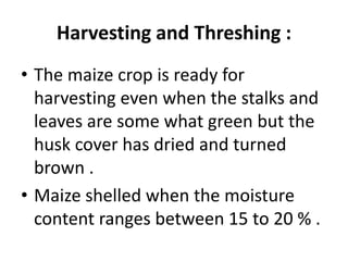 Harvesting and Threshing :
• The maize crop is ready for
harvesting even when the stalks and
leaves are some what green but the
husk cover has dried and turned
brown .
• Maize shelled when the moisture
content ranges between 15 to 20 % .
 
