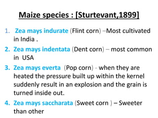 Maize species : [Sturtevant,1899]
1. Zea mays indurate (Flint corn) –Most cultivated
in India .
2. Zea mays indentata (Dent corn) – most common
in USA
3. Zea mays everta (Pop corn) - when they are
heated the pressure built up within the kernel
suddenly result in an explosion and the grain is
turned inside out.
4. Zea mays saccharata (Sweet corn ) – Sweeter
than other
 