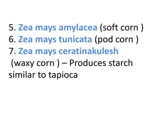 5. Zea mays amylacea (soft corn )
6. Zea mays tunicata (pod corn )
7. Zea mays ceratinakulesh
(waxy corn ) – Produces starch
similar to tapioca
 