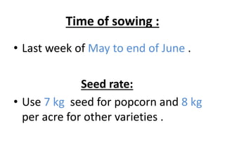 Time of sowing :
• Last week of May to end of June .
Seed rate:
• Use 7 kg seed for popcorn and 8 kg
per acre for other varieties .
 