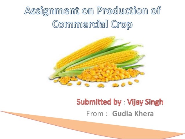 maize-ppt