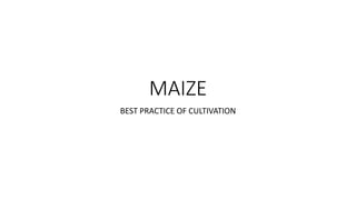 MAIZE
BEST PRACTICE OF CULTIVATION
 