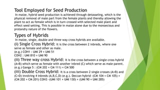 Tool Employed for Seed Production
In maize, hybrid seed production is achieved through detasseling, which is the
physical removal of male part from the female plants and thereby allowing the
plant to act as female which is in turn crossed with selected male plant and
effect seed setting. This is possible in maize alone due to the monoecious and
protandry nature of the flowers.
Types of Hybrids
In maize, single, double and three way cross hybrids are available.
(i) Single Cross Hybrid: It is the cross between 2 inbreds, where one
serve as female and other as male.
(e.g.) COH1 : UMI 29 × UMI 51
COH2 : UMI 810 × UMI 90
(ii) Three way cross Hybrid: It is the cross between a single cross hybrid
(A×B) which serve as female with another inbred (C) which serve as male parent.
(e.g.) Ganga 5 : (CM 202 × CM 111) × CM 500
(iii) Double Cross Hybrid: It is a cross between 2 single crosses (A×B) and
(C×D) involving 4 inbreds (A,B,C,D) (e.g.). Deccan hybrid -(CM 104 × CM 105) ×
(CM 202 × CM 201) COH3 -(UMI 101 × UMI 130) × (UMI 90 × UMI 285)
 