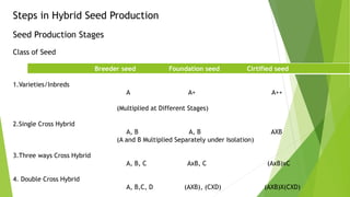 Steps in Hybrid Seed Production
Seed Production Stages
Class of Seed
Breeder seed Foundation seed Cirtified seed
1.Varieties/Inbreds
A A+ A++
(Multiplied at Different Stages)
2.Single Cross Hybrid
A, B A, B AXB
(A and B Multiplied Separately under Isolation)
3.Three ways Cross Hybrid
A, B, C AxB, C (AxB)xC
4. Double Cross Hybrid
A, B,C, D (AXB), (CXD) (AXB)X(CXD)
 