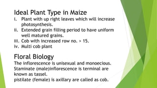 Ideal Plant Type in Maize
i. Plant with up right leaves which will increase
photosynthesis.
ii. Extended grain filling period to have uniform
well matured grains.
iii. Cob with increased row no. > 15.
iv. Multi cob plant
Floral Biology
The inflorescence is unisexual and monoecious.
Staminate (male)inflorescence is terminal are
known as tassel.
pistilate (female) is axillary are called as cob.
 