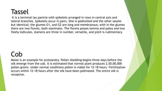 Tassel
It is a terminal lax panicle with spikelets arranged in rows in central axis and
lateral branches. Spikelets occur in pairs. One is pedicelled and the other sessile
but identical; the glumes G1, and G2 are long and membranous; with in the glumes
there are two florets, both staminate. The florets posses lemma and palea and two
fleshy lodicules, stamens are three in number, versatile, and pistil is rudimentary.
Cob
Maize is an example for protoandry. Pollen shedding begins three days before the
silk emerge from the cob. It is estimated that normal plant produces 2,50,00,000
pollen grains. Under normal conditions pollen is viable for 12-18 hours. Fertilization
occurs within 12-18 hours after the silk have been pollinated. The entire silk is
receptive.
 