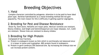 Breeding Objectives
1.Yield
Complex character controlled by polygenes. Attention is to be paid to have ideal
plant type. Varietial hybridization as a maize breeding method did not gain
popularity. The main reason for this is difficulty in getting superior segregants.
2. Breeding for Pest and Disease Resistance
Shoot fly, Stem borer, Heliothis are major pests. Mexican varieties are resistant.
Downy mildews, leaf blight and helminthosporium are major diseases. Co1, CoH2
are resistant. Taiwan lines are resistant to downy mildew.
3. Breeding for High Protein
Composed of two fractions.
a) Protein in endosperm known as Zein which is nutritionally not balanced since
it is lesser in lysine and tryptophan. 80% protein found in endosperm.
b) Protein in germ (embryo) 20% balanced one. By increasing the embryo size we
can increase protein content.
 