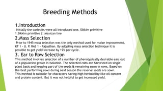 Breeding Methods
1.Introduction
Initially the varieties were all introduced one. Sikkim primitive
1.Sikkim primitive 2. Mexican line
2.Mass Selection
Prior to 1945 mass selection was the only method used for maize improvement.
KT 1 - U. P. RAS 1 - Rajasthan. By adopting mass selection technique it is
possible to get yield increase by 19% per cycle.
3. Ear to Row Selection
This method involves selection of a number of phenotypically desirable ears out
of a population grown in isolation. The selected cobs are harvested on single
plant basis and keeping part of the seeds & remaining sown in rows. Based on
the best performing rows during next season the reserve seeds are sown.
This method is suitable for characters having high heritability like oil content
and protein content. But it was not helpful to get increased yield.
 
