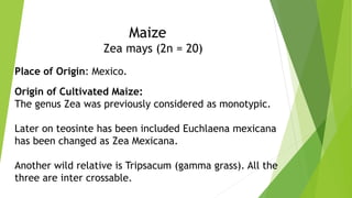 Place of Origin: Mexico.
Origin of Cultivated Maize:
The genus Zea was previously considered as monotypic.
Later on teosinte has been included Euchlaena mexicana
has been changed as Zea Mexicana.
Another wild relative is Tripsacum (gamma grass). All the
three are inter crossable.
Maize
Zea mays (2n = 20)
 