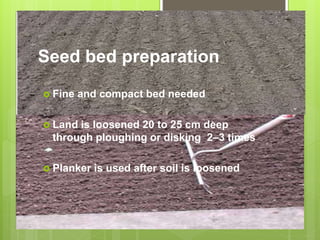 Seed bed preparation
 Fine and compact bed needed
 Land is loosened 20 to 25 cm deep
through ploughing or disking 2–3 times
 Planker is used after soil is loosened
 