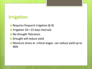 Irrigation
 Requires frequent irrigation (6-9)
 Irrigation 10—15 days intervals
 No Drought Tolerance.
 Drought will reduce yield
 Moisture stress at critical stages can reduce yield up to
40%
 