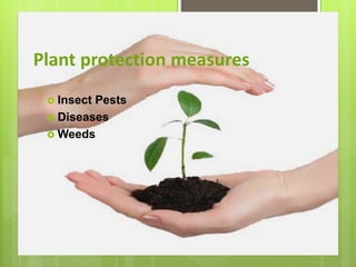 Plant protection measures
 Insect Pests
 Diseases
 Weeds
 