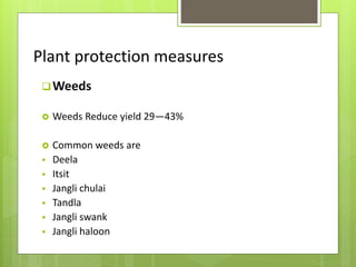 Plant protection measures
Weeds
 Weeds Reduce yield 29—43%
 Common weeds are
 Deela
 Itsit
 Jangli chulai
 Tandla
 Jangli swank
 Jangli haloon
 