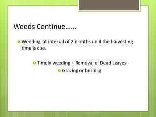 Weeds Continue……
 Weeding at interval of 2 months until the harvesting
time is due.
 Timely weeding + Removal of Dead Leaves
 Grazing or burning
 