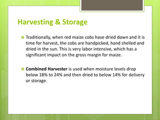 Harvesting & Storage
 Traditionally, when red maize cobs have dried down and it is
time for harvest, the cobs are handpicked, hand shelled and
dried in the sun. This is very labor intensive, which has a
significant impact on the gross margin for maize.
 Combined Harvester is used when moisture levels drop
below 18% to 24% and then dried to below 14% for delivery
or storage.
 