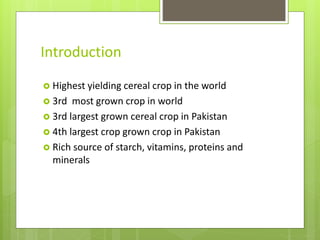 Introduction
 Highest yielding cereal crop in the world
 3rd most grown crop in world
 3rd largest grown cereal crop in Pakistan
 4th largest crop grown crop in Pakistan
 Rich source of starch, vitamins, proteins and
minerals
 