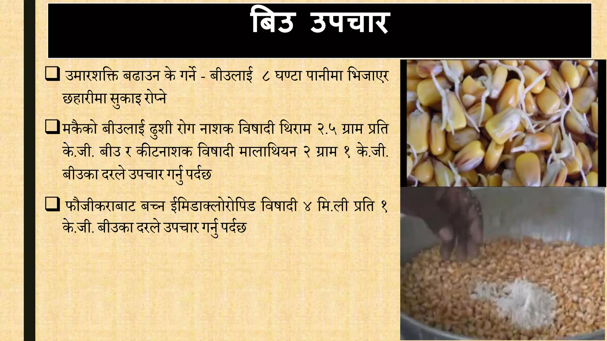  उमारशवक्त बढाउन के गने - बीउलाई ८ घण्टा पानीमा वभजाएर
छहारीमा सुकाइ रोप्ने
मकै को बीउलाई ढुशी रोग नाशक विषादी वथराम २.५ ग्राम प्रवत
के .जी. बीउ र कीटनाशक विषादी मालावथयन २ ग्राम १ के .जी.
बीउका दरले उपिार गनुि पदिछ
 फौजीकराबाट बच्न ईवमडाक्लोरोवपड विषादी ४ वम.ली प्रवत १
के .जी. बीउका दरले उपिार गनुि पदिछ
बबउ उपचाि
 