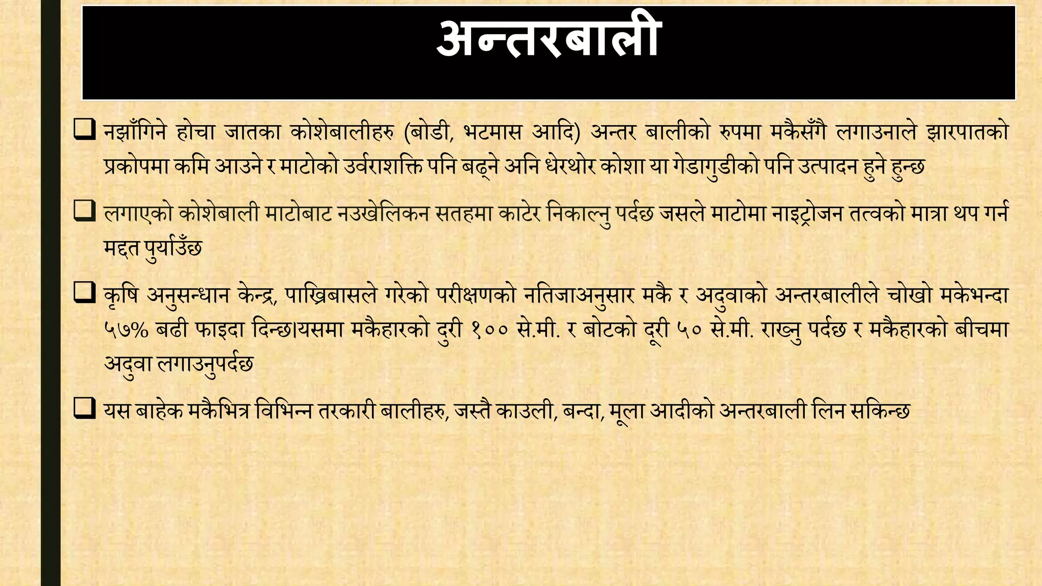  नझाँवगने होिा जातका कोशेबालीहरु (बोडी, भटमास आवद) अन्तर बालीको रुपमा मकै सँगै लगाउनाले झारपातको
प्रकोपमा कवम आउने र माटोको उििराशवक्त पवन बढ्ने अवन िेरथोरकोशा यागेडागुडीको पवन उत्पादन हुने हुन्छ
 लगाएको कोशेबाली माटोबाट नउखेवलकन सतहमा काटेर वनकाल्नु पदिछ जसले माटोमा नाइिोजन तत्िको मात्रा थप गनि
मद्दतपुयािउँछ
 कृवष अनुसन्िान के न्र, पाविबासले गरेको परीक्षर्को नवतजाअनुसार मकै र अदुिाको अन्तरबालीले िोखो मके भन्दा
५७% बढी फाइदा वदन्छ।यसमा मकै हारको दुरी १०० से.मी. र बोटको दूरी ५० से.मी. राख्नु पदिछ र मकै हारको बीिमा
अदुिा लगाउनुपदिछ
 यस बाहेक मकै वभत्र विवभन्न तरकारी बालीहरु, जस्तै काउली, बन्दा, मूला आदीको अन्तरबाली वलन सवकन्छ
अन्तिबाली
 