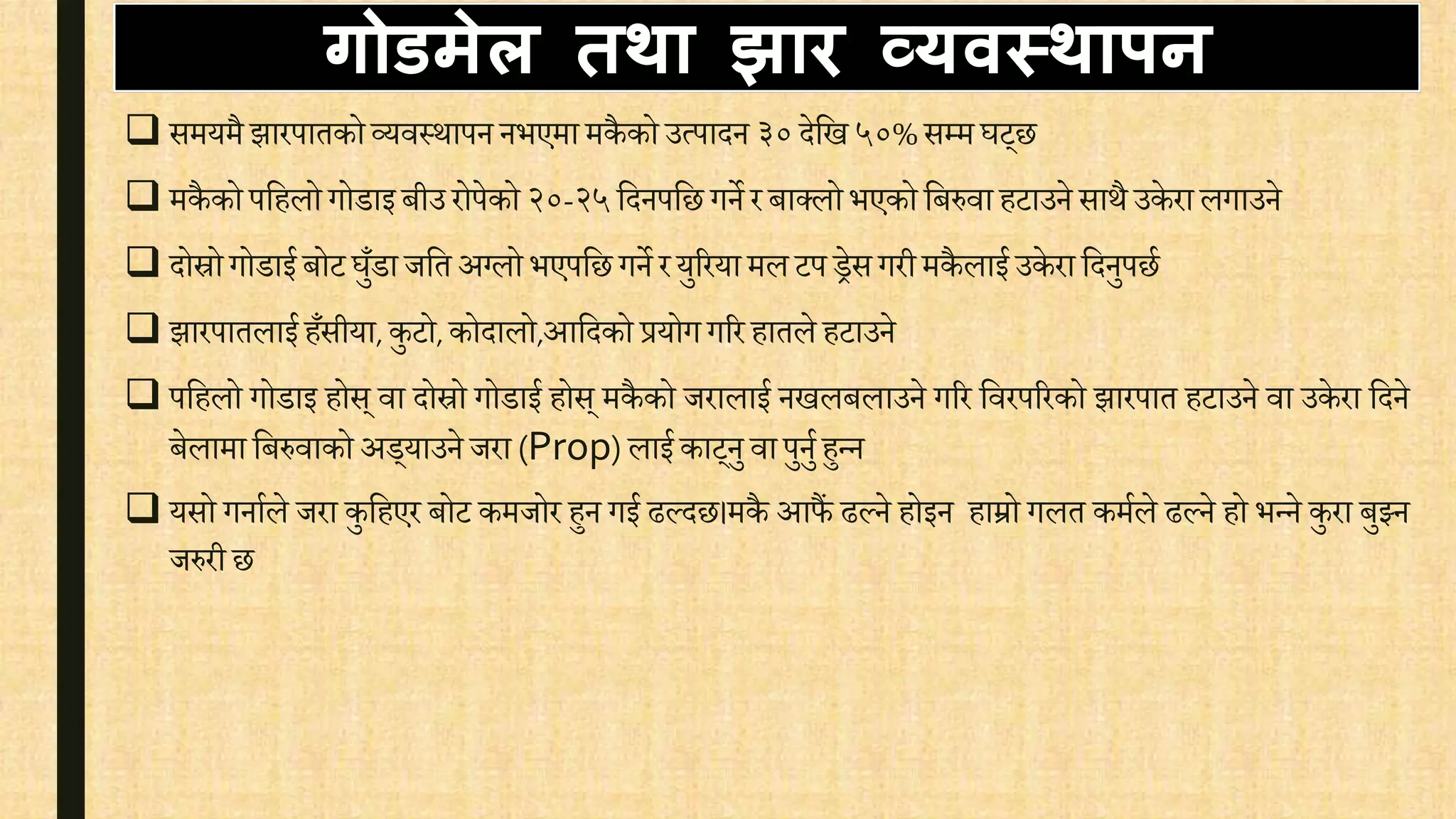 गोडमेल तथा झाि व्यवस्थापन
 समयमै झारपातकोव्यिस्थापन नभएमा मकै को उत्पादन ३०देवख ५०% सम्मघट्छ
 मकै को पवहलो गोडाइ बीउ रोपेको२०-२५वदनपवछ गने र बाक्लोभएको वबरुिा हटाउने साथै उके रा लगाउने
 दोस्रोगोडाई बोट घुँडा जवत अग्लो भएपवछ गने रयुररया मल टप िेस गरीमकै लाई उके रा वदनुपछि
 झारपातलाईहँसीया, कुटो, कोदालो,आवदको प्रयोग गरर हातले हटाउने
 पवहलो गोडाइ होस् िा दोस्रो गोडाई होस् मकै को जरालाई नखलबलाउने गरर विरपररको झारपात हटाउने िा उके रा वदने
बेलामा वबरुिाको अड्याउने जरा (Prop) लाई काट्नु िापुनुि हुन्न
 यसो गनािले जरा कुवहएर बोट कमजोर हुन गई ढल्दछ।मकै आफैं ढल्ने होइन हाम्रो गलत कमिले ढल्ने हो भन्ने कुरा बुझ्न
जरुरी छ
 