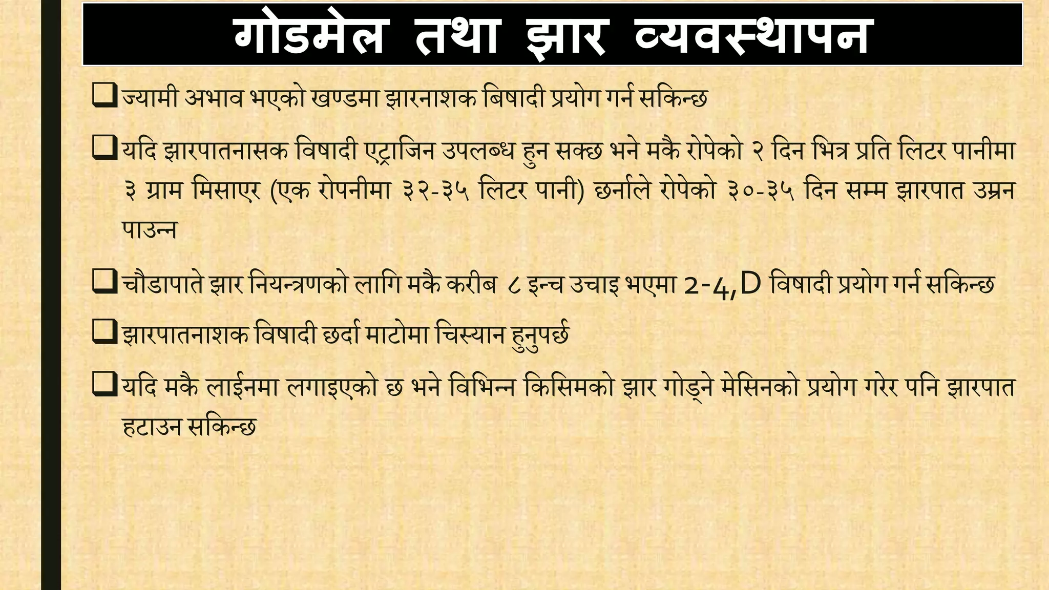 गोडमेल तथा झाि व्यवस्थापन
ज्यामी अभाि भएको खण्डमा झारनाशक वबषादी प्रयोग गनि सवकन्छ
यवद झारपातनासक विषादी एिावजन उपलब्ि हुन सक्छ भने मकै रोपेको २ वदन वभत्र प्रवत वलटर पानीमा
३ ग्राम वमसाएर (एक रोपनीमा ३२-३५ वलटर पानी) छनािले रोपेको ३०-३५ वदन सम्म झारपात उम्रन
पाउन्न
िौडापाते झारवनयन्त्रर्को लावग मकै करीब ८ इन्ि उिाइ भएमा 2-4,D विषादी प्रयोग गनि सवकन्छ
झारपातनाशकविषादी छदाि माटोमा विस्यान हुनुपछि
यवद मकै लाईनमा लगाइएको छ भने विवभन्न वकवसमको झार गोड्ने मेवसनको प्रयोग गरेर पवन झारपात
हटाउन सवकन्छ
 